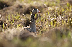 ��������� ���� (Anser albifrons) ����������� ���������, ����� ���� ����, ����������� �������, ������