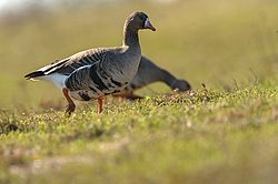 ��������� ���� (Anser albifrons) ����������� ���������, ����� ���� ����, ����������� �������, ������