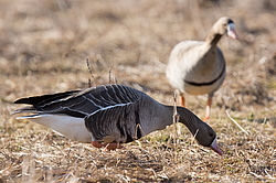 ��������� ���� (Anser albifrons) ����������� ���������, ����� ���� ����, ����������� �������, ������
