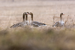 ��������� ���� (Anser albifrons) ����������� ���������, ����� ���� ����, ����������� �������, ������