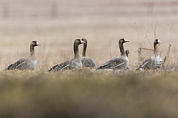 ��������� ���� (Anser albifrons) ����������� ���������, ����� ���� ����, ����������� �������, ������