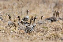 ��������� ���� (Anser albifrons) ����������� ���������, ����� ���� ����, ����������� �������, ������