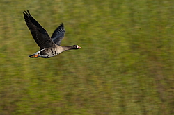 ��������� ���� (Anser albifrons) ����������� ���������, ����� ���� ����, ����������� �������, ������