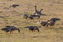 ��������� ���� (Anser albifrons) ����������� ���������, ����� ���� ����, ����������� �������, ������
