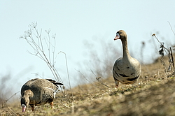 ��������� ���� (Anser albifrons) ����������� ���������, ����� ���� ����, ����������� �������, ������