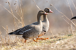 ��������� ���� (Anser albifrons) ����������� ���������, ����� ���� ����, ����������� �������, ������