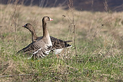 ��������� ���� (Anser albifrons) ����������� ���������, ����� ���� ����, ����������� �������, ������
