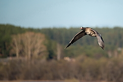 ��������� ���� (Anser albifrons) ����������� ���������, ����� ���� ����, ����������� �������, ������