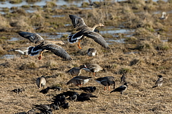 ��������� ���� (Anser albifrons) ����������� ���������, ����� ���� ����, ����������� �������, ������