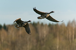 ��������� ���� (Anser albifrons) ����������� ���������, ����� ���� ����, ����������� �������, ������