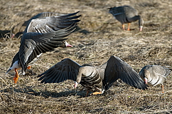 ��������� ���� (Anser albifrons) ����������� ���������, ����� ���� ����, ����������� �������, ������