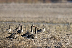 ��������� ���� (Anser albifrons) ����������� ���������, ����� ���� ����, ����������� �������, ������