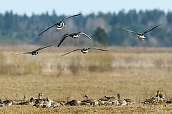 ��������� ���� (Anser albifrons) ����������� ���������, ����� ���� ����, ����������� �������, ������