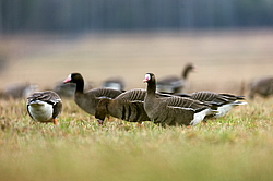 ��������� ���� (Anser albifrons) ����������� ���������, ����� ���� ����, ����������� �������, ������