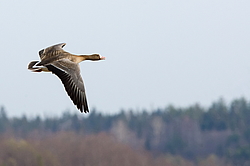 ��������� ���� (Anser albifrons) ����������� ���������, ����� ���� ����, ����������� �������, ������