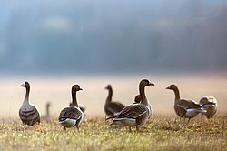 ��������� ���� (Anser albifrons) ����������� ���������, ����� ���� ����, ����������� �������, ������
