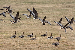 ��������� ���� (Anser albifrons) ����������� ���������, ����� ���� ����, ����������� �������, ������