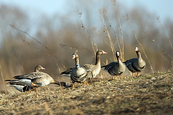 ��������� ���� (Anser albifrons) ����������� ���������, ����� ���� ����, ����������� �������, ������