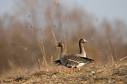 ��������� ���� (Anser albifrons) ����������� ���������, ����� ���� ����, ����������� �������, ������