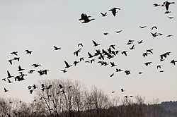 ��������� ���� (Anser albifrons) ����������� ���������, ����� ���� ����, ����������� �������, ������