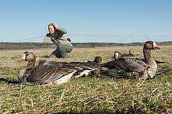 ��������� ���� (Anser albifrons) ����� � ������� �����, ����������� ���������, ����� ���� ����, ����������� �������, ������