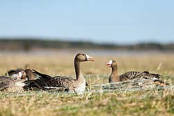��������� ���� (Anser albifrons) ����� � ������� �����, ����������� ���������, ����� ���� ����, ����������� �������, ������