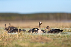 ��������� ���� (Anser albifrons) ����� � ������� �����, ����������� ���������, ����� ���� ����, ����������� �������, ������