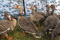 ��������� ���� (Anser albifrons) ����� � ������� �����, ����������� ���������, ����� ���� ����, ����������� �������, ������