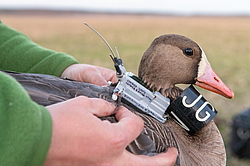 ��������� ���� (Anser albifrons) ����� � ������� �����, ����������� ���������, ����� ���� ����, ����������� �������, ������