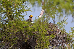���������� ����� (Haliaeetus pelagicus) �������� � ����� �����, ����������� ����, ������