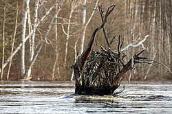 �������, �������� � ����� �����, ����������� ����, ������