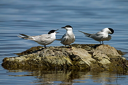������ ������ (Sterna hirundo) �������� � ����� �����, ����������� ����, ������