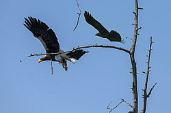 ���������� ����� (Haliaeetus pelagicus) �������� � ����� �����, ����������� ����, ������