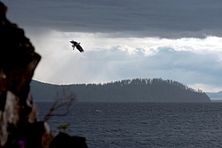 ���������� ����� (Haliaeetus pelagicus) �������� � ����� �����, ����������� ����, ������
