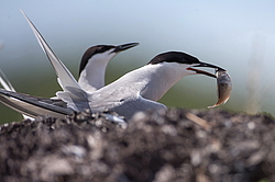 ������ ������ (Sterna hirundo) �������� � ����� �����, ����������� ����, ������