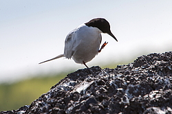 ������ ������ (Sterna hirundo) �������� � ����� �����, ����������� ����, ������