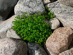 ������� ���������� ������, ������������ �����, �������