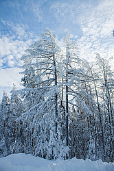 ������, ������������ �������, ���������� �����, ������ ������������, ���� �����