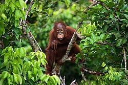 ���������� ��������� (Pongo pygmaeus) ������� � ��������. ������ ����, ������, ��������� 