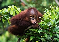 ���������� ��������� (Pongo pygmaeus) ������� � ��������. ������ ����, ������, ��������� 