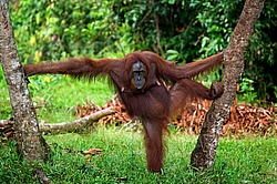���������� ��������� (Pongo pygmaeus) ������� � ��������. ������ ����, ������, ��������� 