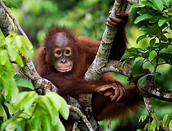 ���������� ��������� (Pongo pygmaeus) ������� � ��������. ������ ����, ������, ��������� 