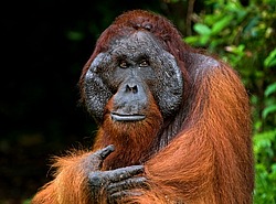 ���������� ��������� (Pongo pygmaeus) � ��������. ������ ����, ������, ��������� 