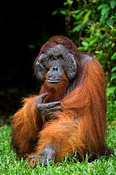 ���������� ��������� (Pongo pygmaeus) � ��������. ������ ����, ������, ��������� 
