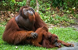 ���������� ��������� (Pongo pygmaeus) � ��������. ������ ����, ������, ��������� 