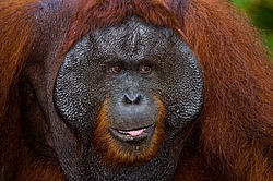 ���������� ��������� (Pongo pygmaeus) � ��������. ������ ����, ������, ��������� 