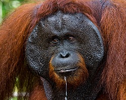 ���������� ��������� (Pongo pygmaeus) � ��������. ������ ����, ������, ��������� 