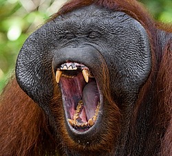 ���������� ��������� (Pongo pygmaeus) � ��������. ������ ����, ������, ��������� 