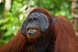 ���������� ��������� (Pongo pygmaeus) � ��������. ������ ����, ������, ��������� 