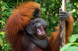 ���������� ��������� (Pongo pygmaeus) � ��������. ������ ����, ������, ��������� 